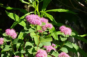 Spirea densiflora